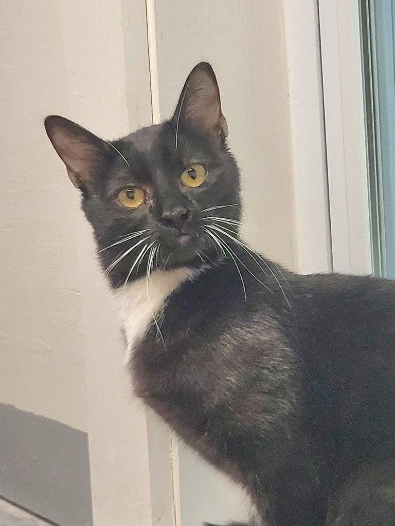 Peppermint Patti, a Adoptable Domestic Short Hair in Ellijay, GA image 3/3