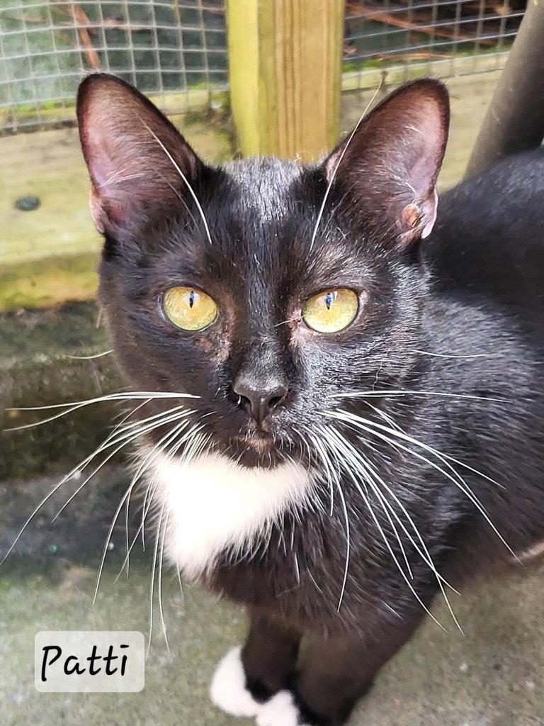 Enlarge Peppermint Patti, a Adoptable Domestic Short Hair in Ellijay, GA image 3/3