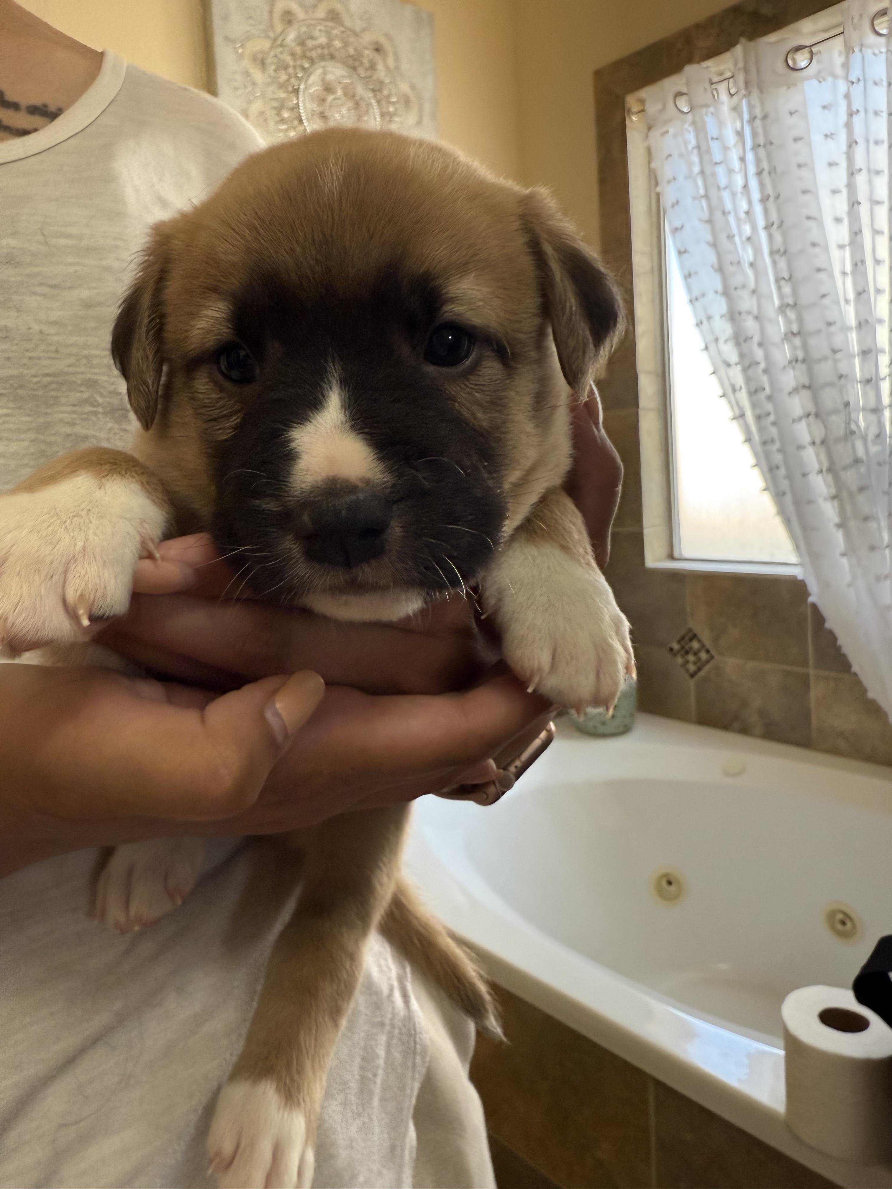Roo, an adoptable Labradoodle, Cane Corso in El Paso, TX, 79912 | Photo Image 3