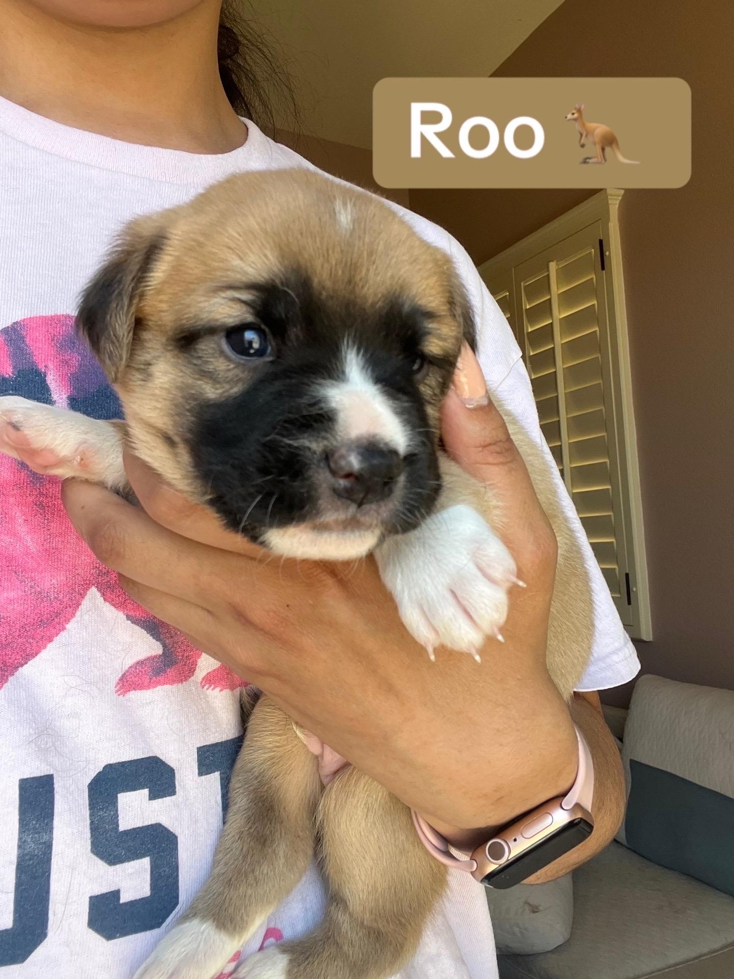Roo, an adoptable Labradoodle, Cane Corso in El Paso, TX, 79912 | Photo Image 1