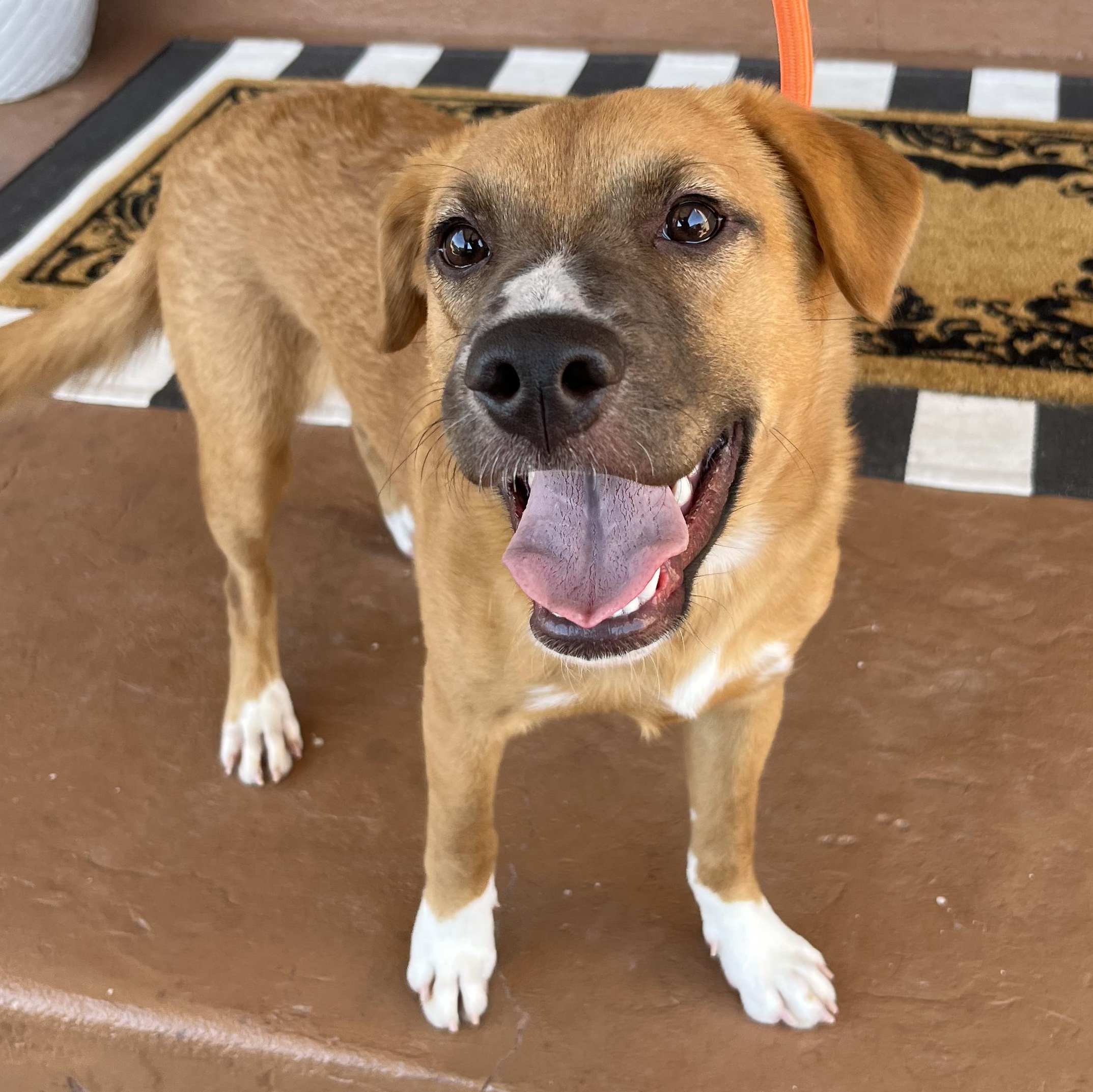 Roo, an adoptable Labradoodle in El Paso, TX, 79912 | Photo Image 1