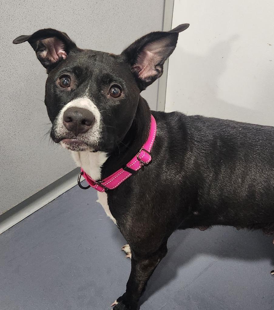 Mercy, Adoptable, Adult Female Border Collie & Terrier.