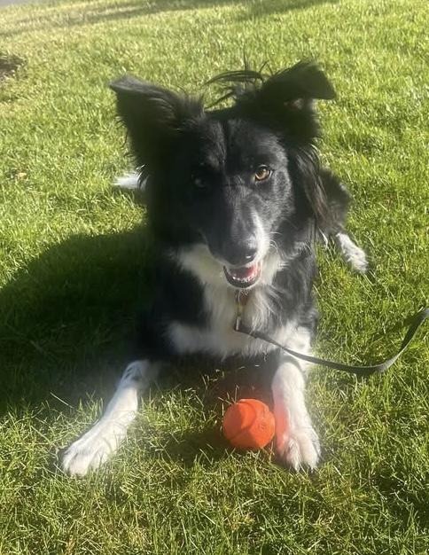 Enlarge Bondo, a Adoptable Border Collie in Pocatello, ID image 3/4