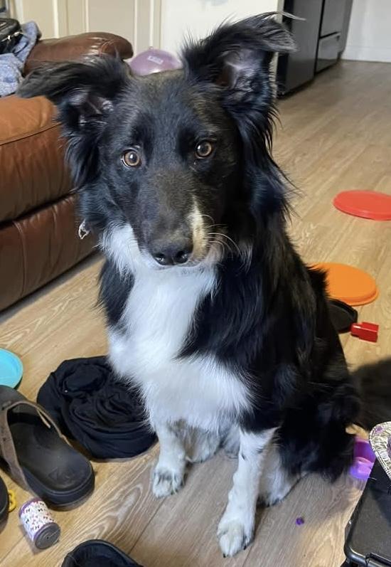 Enlarge Bondo, a Adoptable Border Collie in Pocatello, ID image 4/4