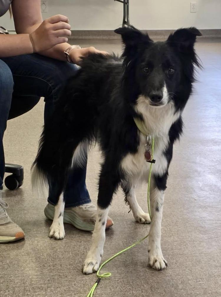 Enlarge Bondo, a Adoptable Border Collie in Pocatello, ID image 2/4
