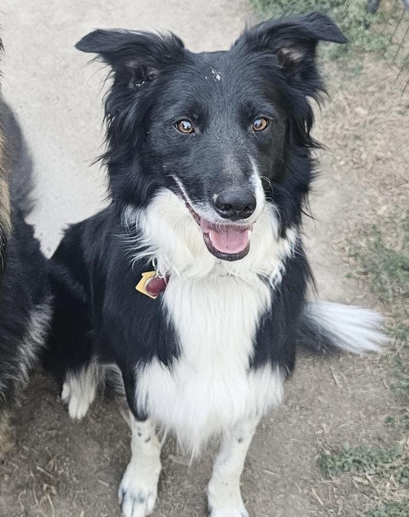 Enlarge Bondo, a Adoptable Border Collie in Pocatello, ID image 1/1