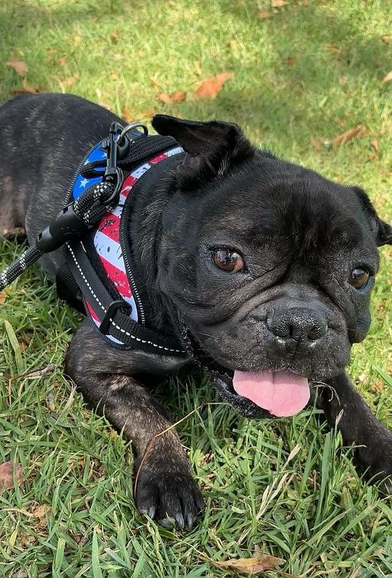 Levi, ADOPTABLE, Young Male French Bulldog.