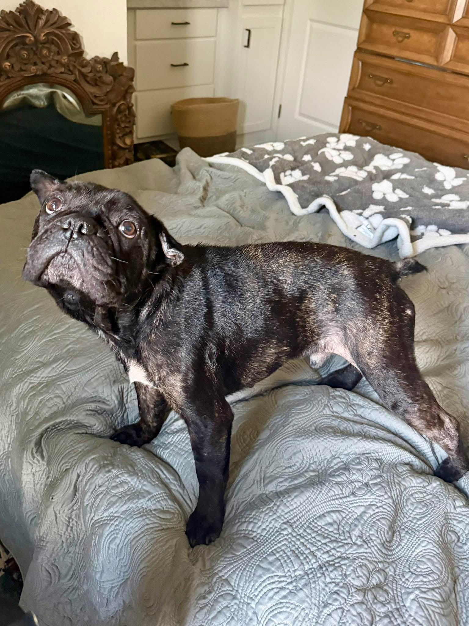 Enlarge Levi, a ADOPTABLE French Bulldog in CLAREMONT, CA image 2/3