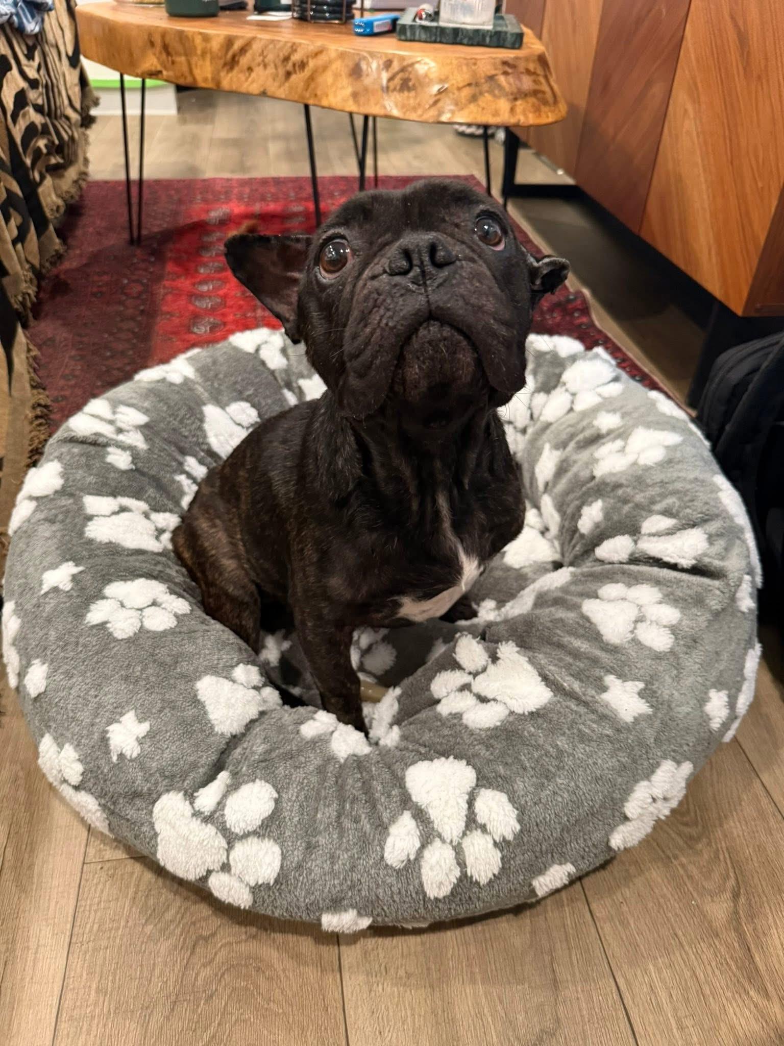 Enlarge Levi, a ADOPTABLE French Bulldog in CLAREMONT, CA image 3/3