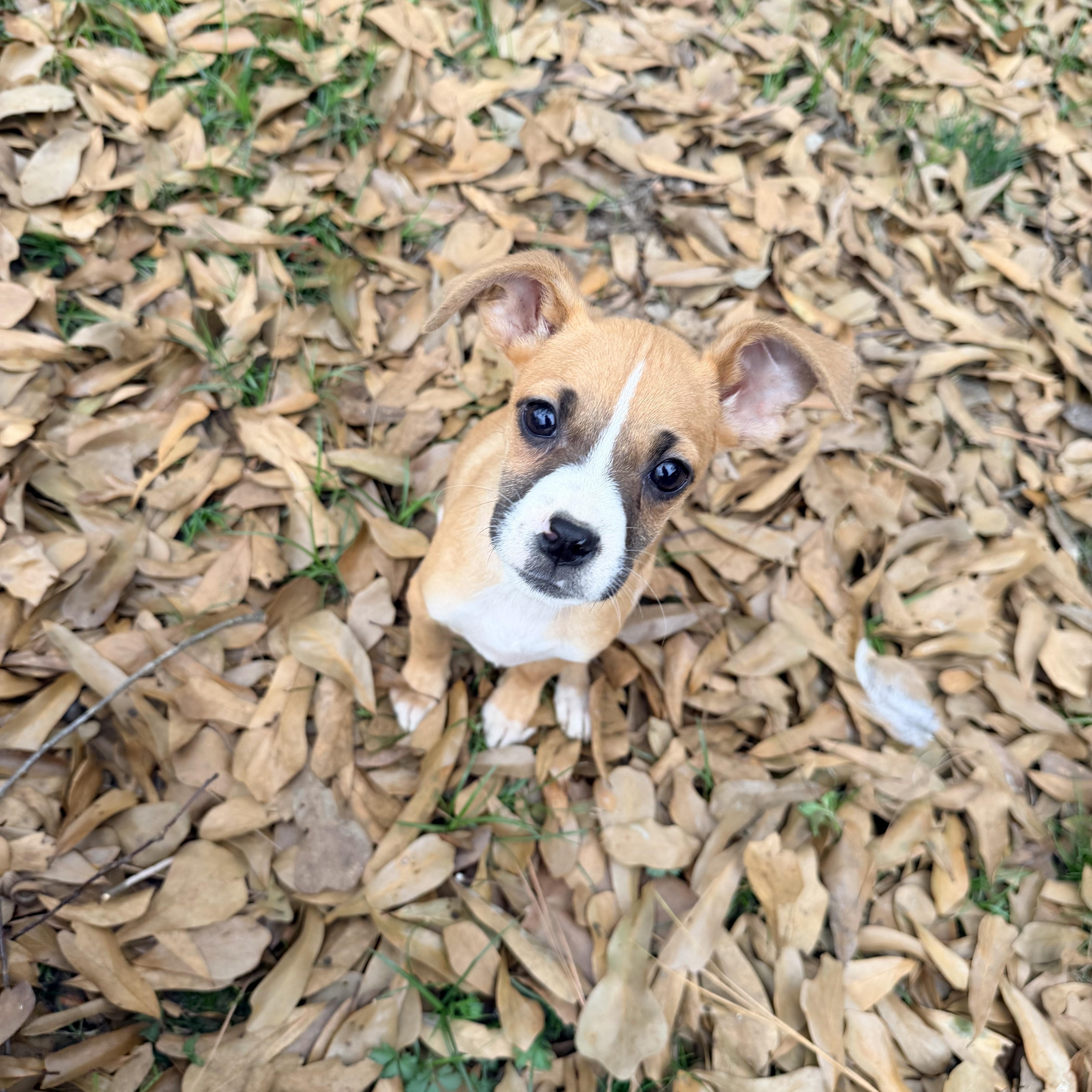 Latte, a ADOPTABLE mixed breed in Baker, LA image 3/4