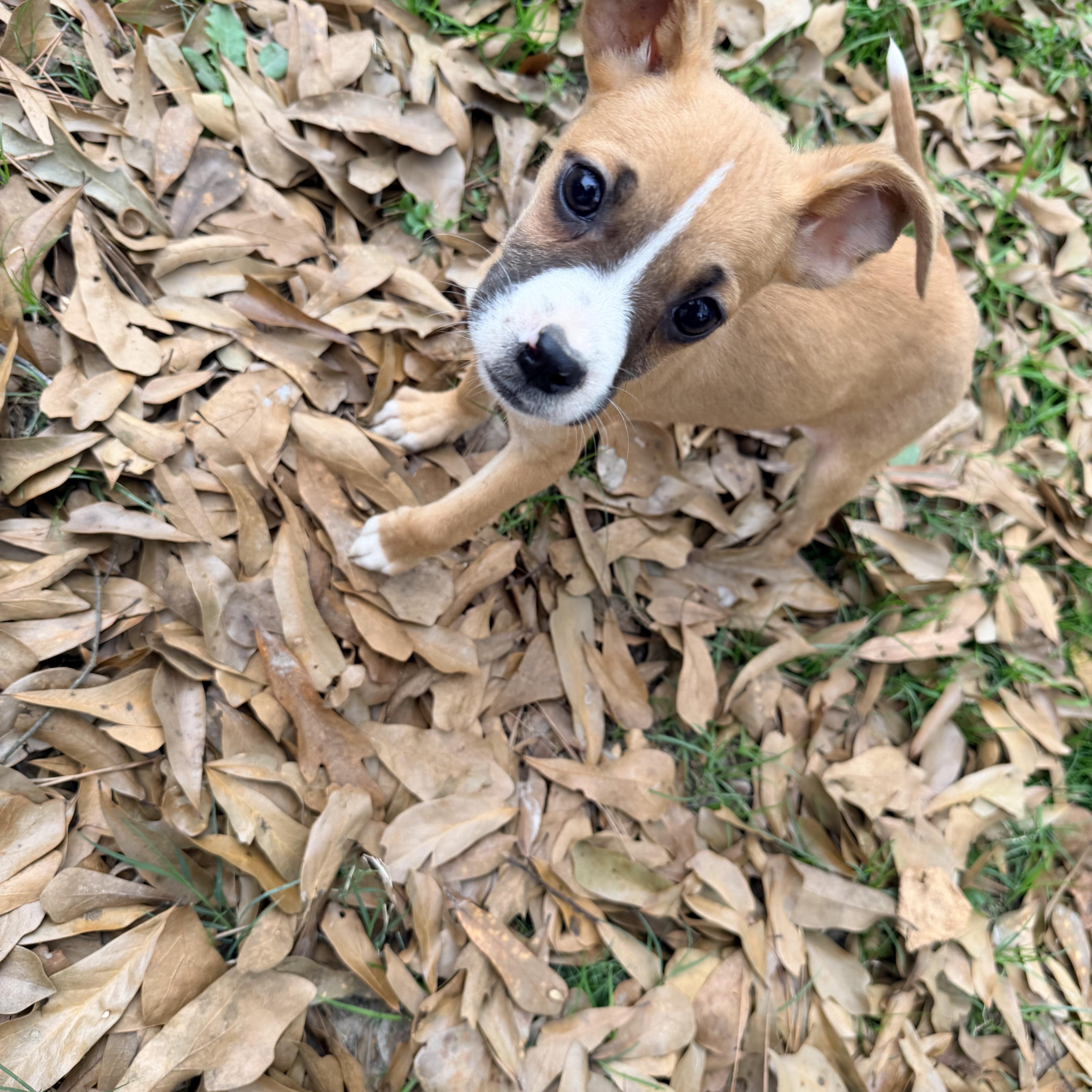 Latte, a ADOPTABLE mixed breed in Baker, LA image 4/4