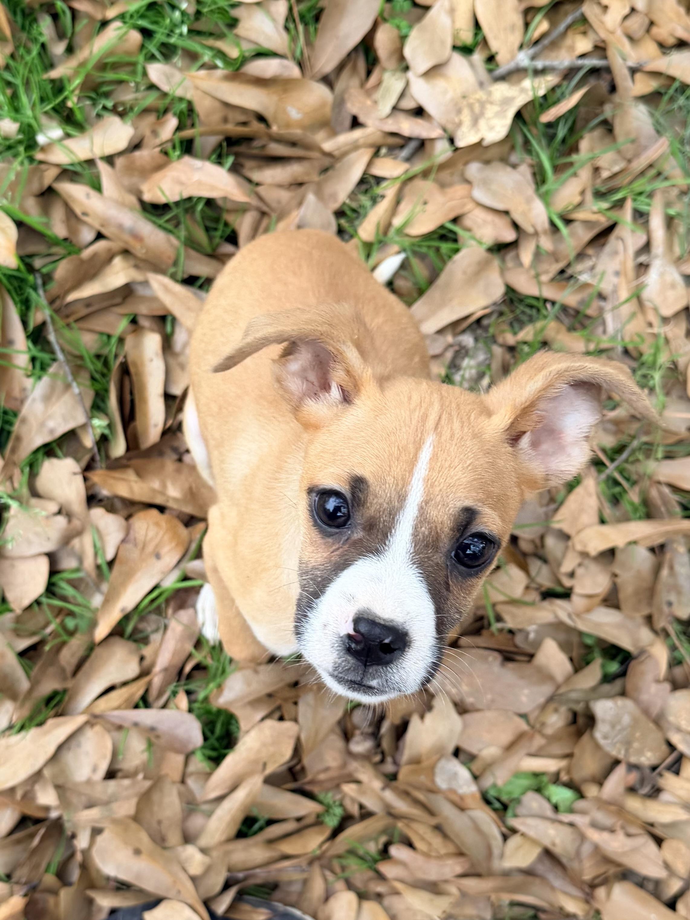 Latte, a ADOPTABLE mixed breed in Baker, LA image 2/4