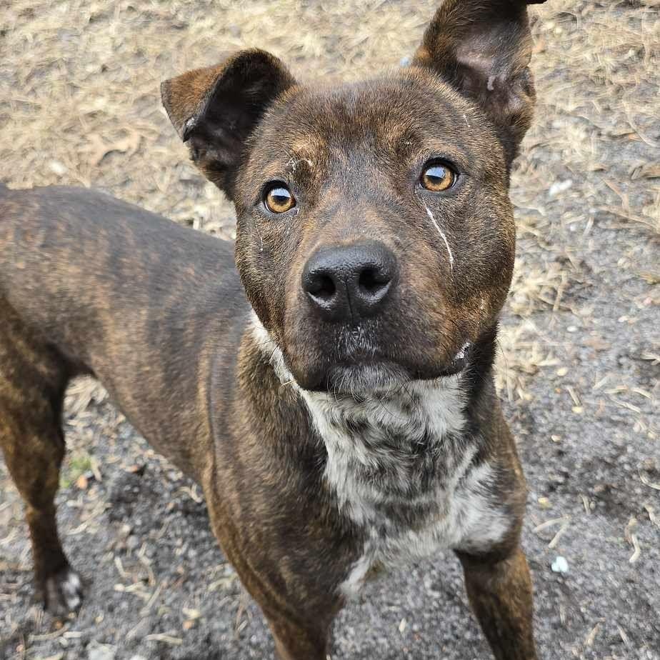Deacon, a Adoptable mixed breed in Orange, VA image 3/4