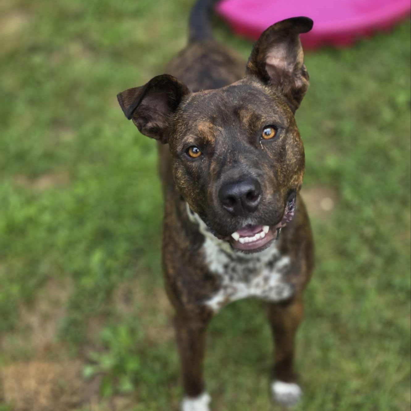 Deacon, Adoptable, Adult Male Pit Bull Terrier.