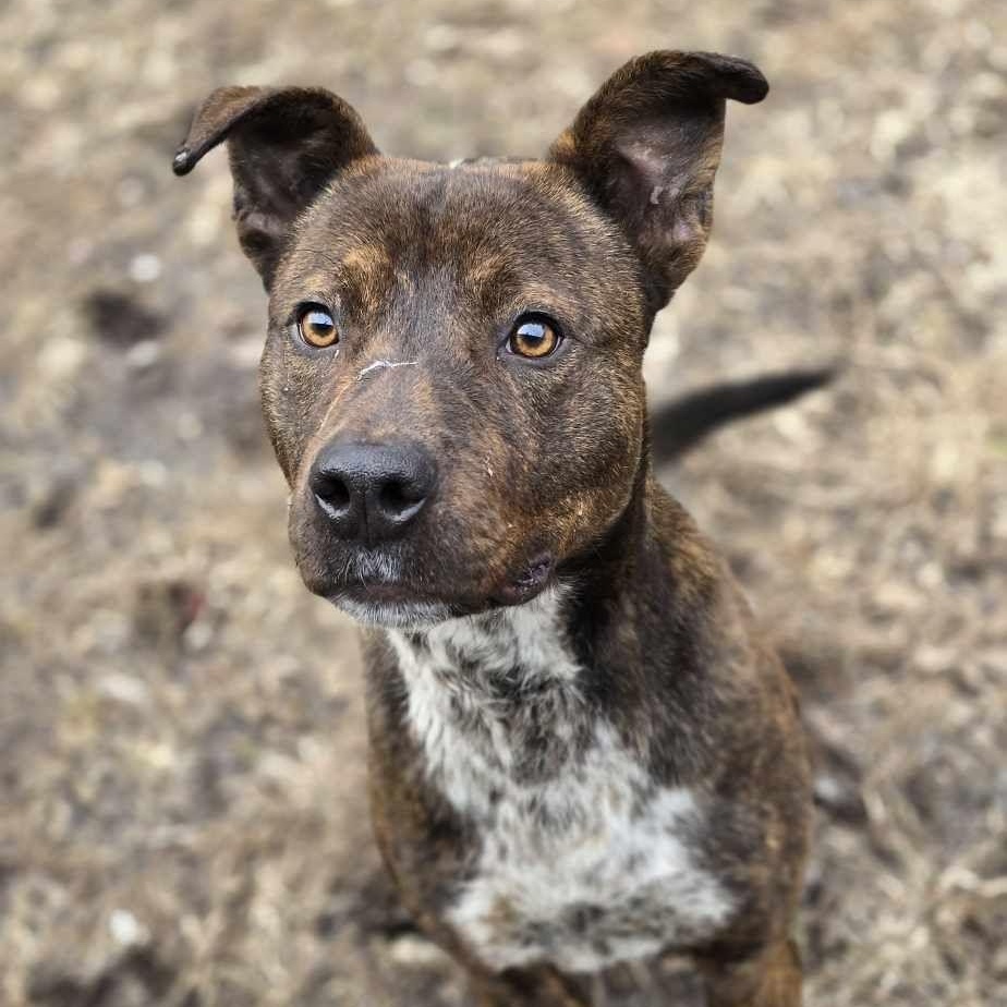 Deacon, a Adoptable mixed breed in Orange, VA image 4/4