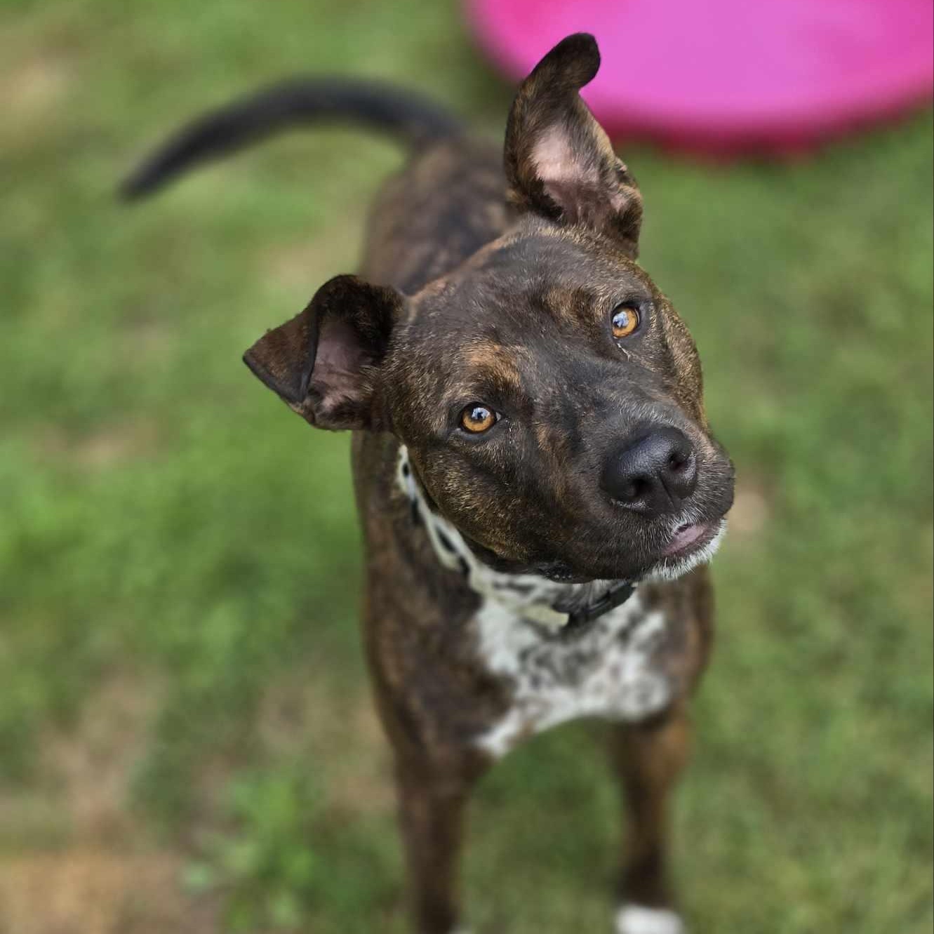 Deacon, a Adoptable mixed breed in Orange, VA image 2/4