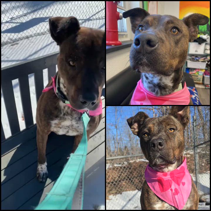 Enlarge Deacon, an adopted mixed breed in Orange, VA video 1/4