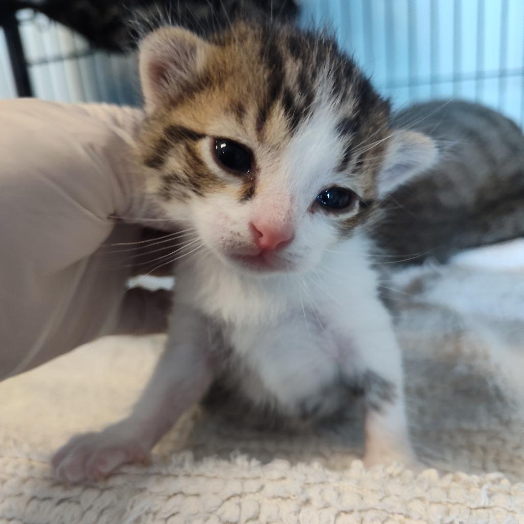 Lime (26-2103), Adoptable, Kitten Male Domestic Short Hair.