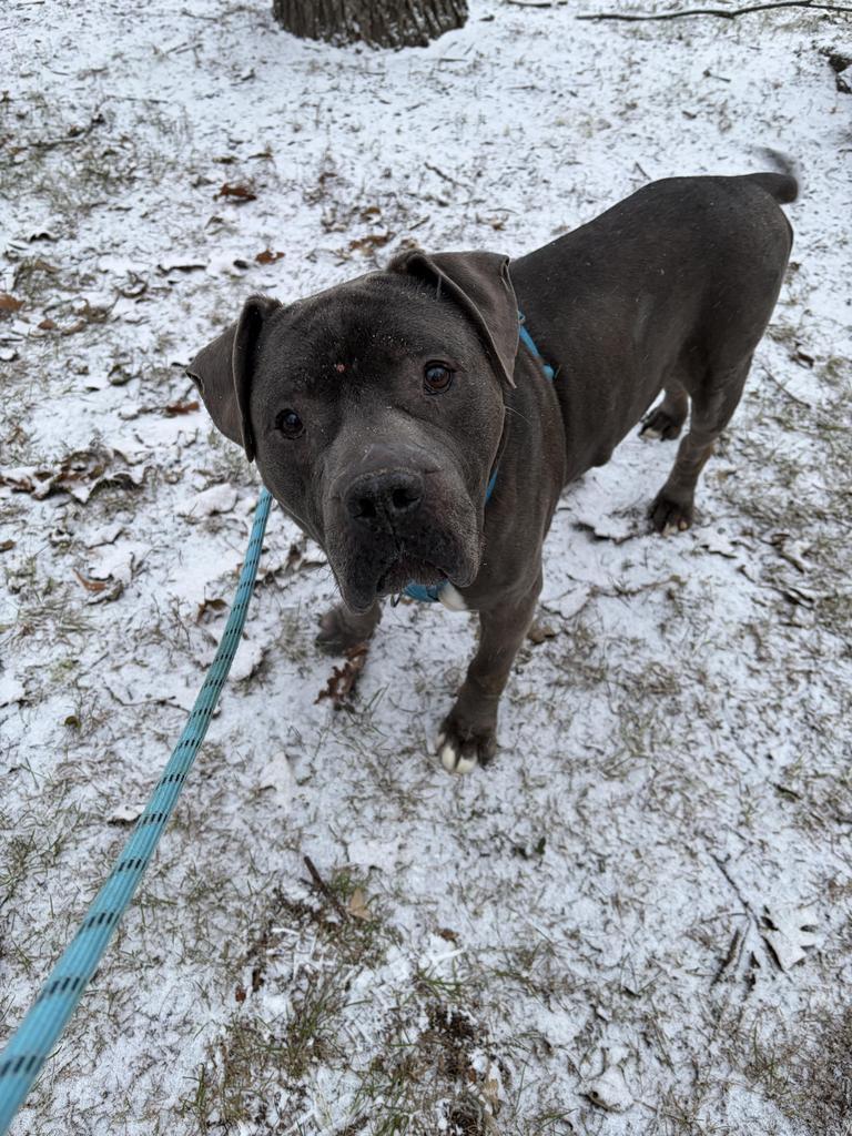 Pinky, Adoptable, Adult Male Mastiff & Mixed Breed.