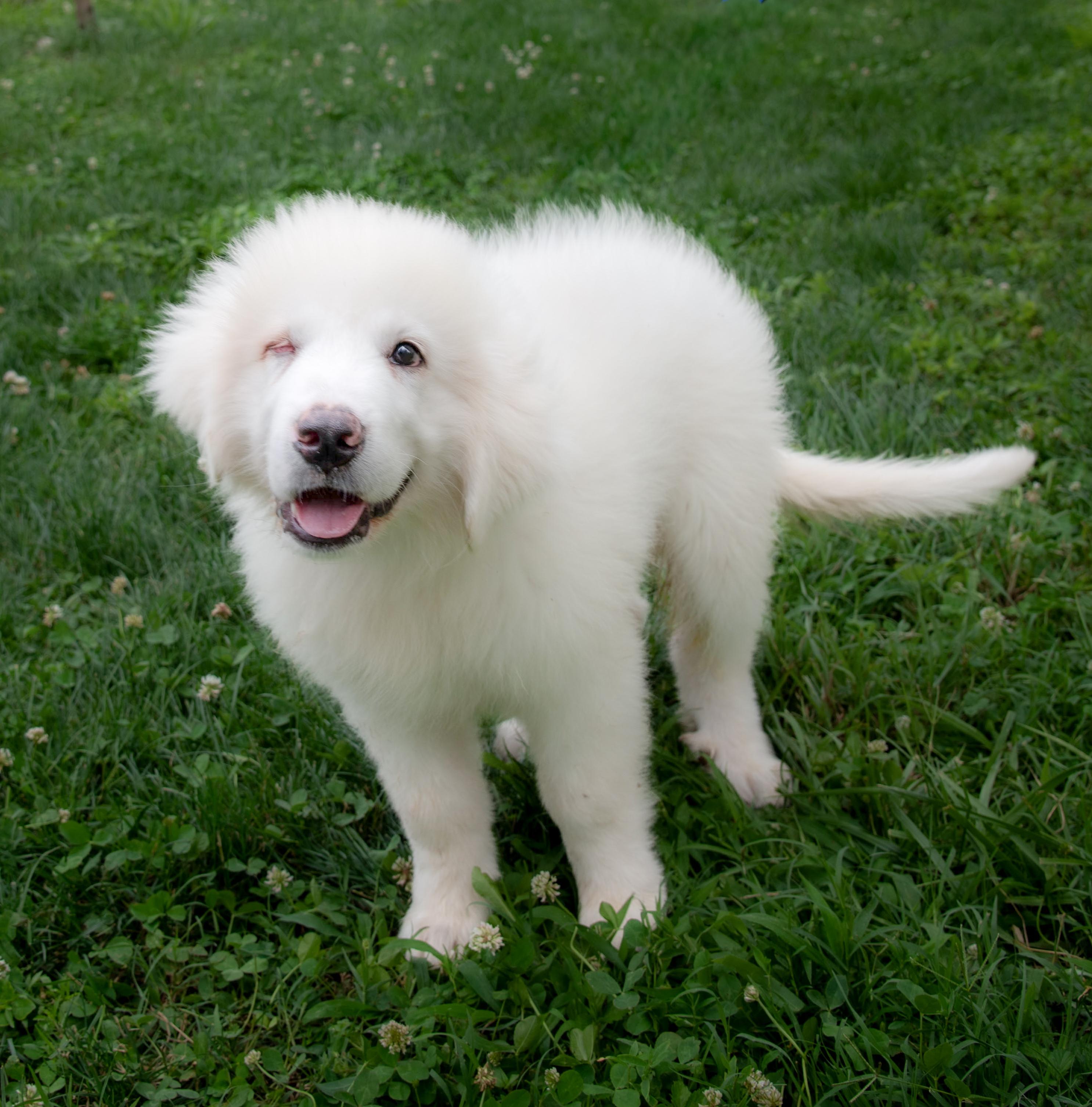 Maxwell, an adopted Great Pyrenees in Staunton, VA image 2/4