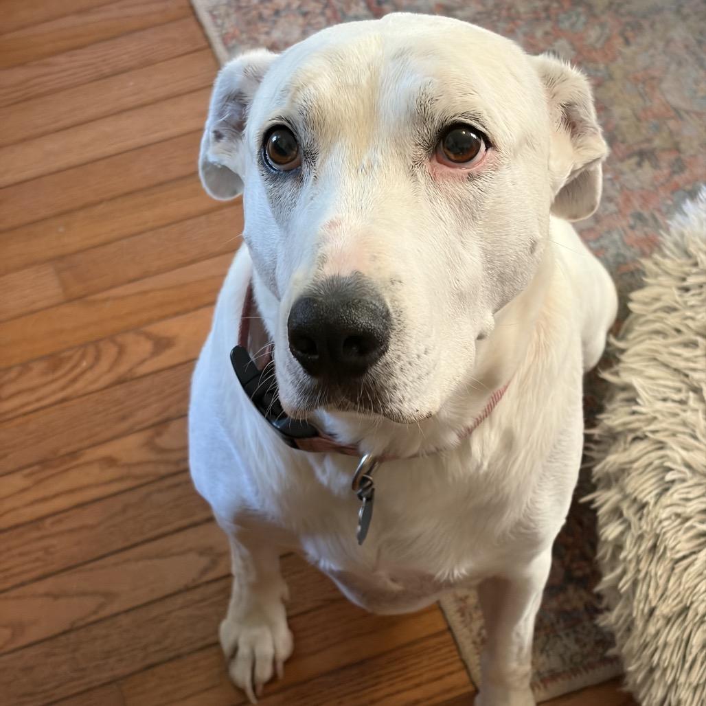 Enlarge Mabel, a Adoptable mixed breed in Chillicothe, IL image 1/2
