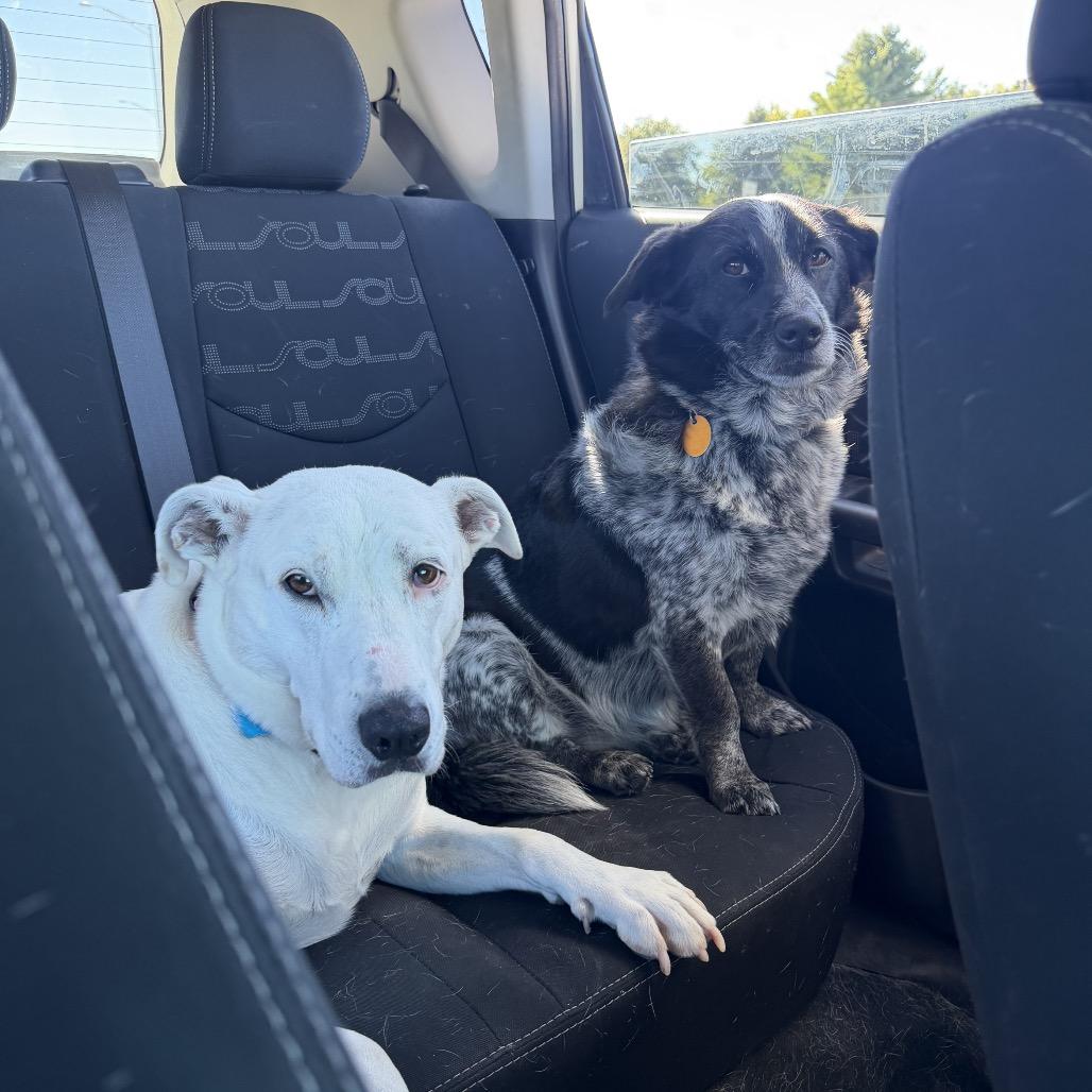 Enlarge Mabel, a Adoptable mixed breed in Chillicothe, IL image 2/2