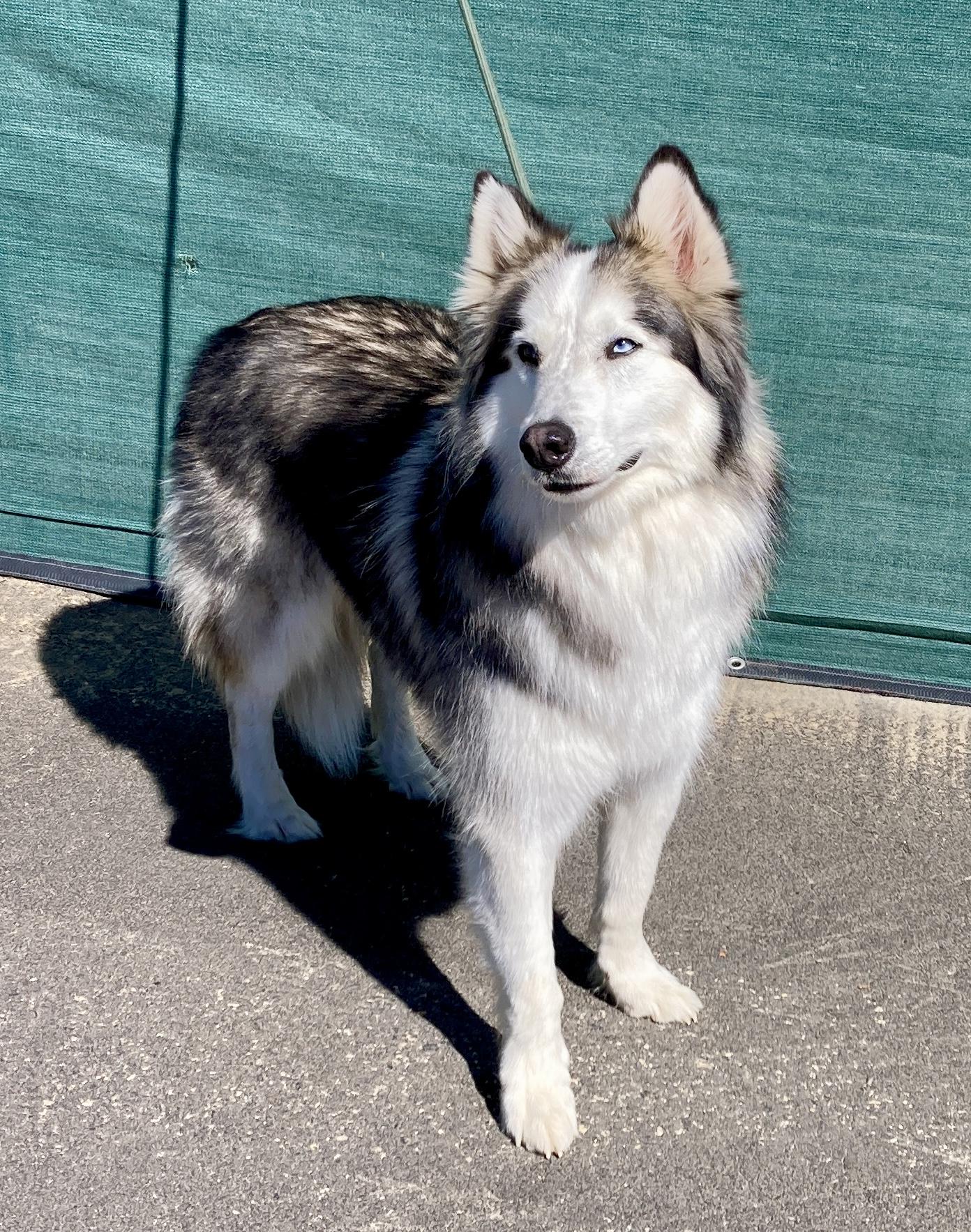 Enlarge Maska, an adoptable Husky in Camp Pendleton, CA image 2/6