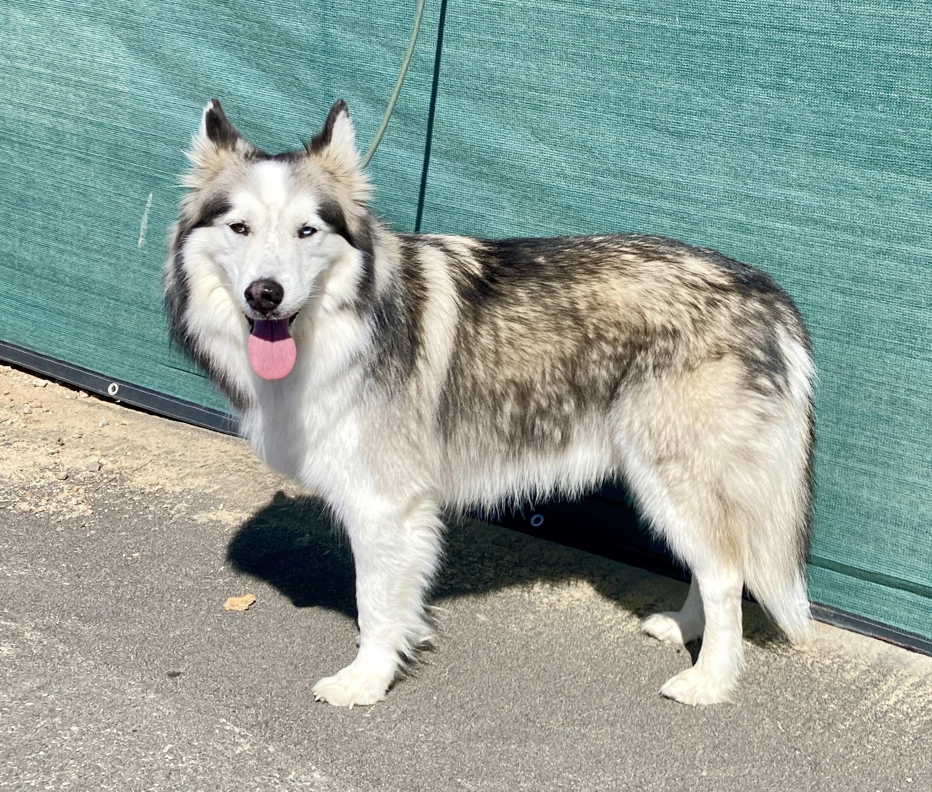 Enlarge Maska, an adoptable Husky in Camp Pendleton, CA image 3/6