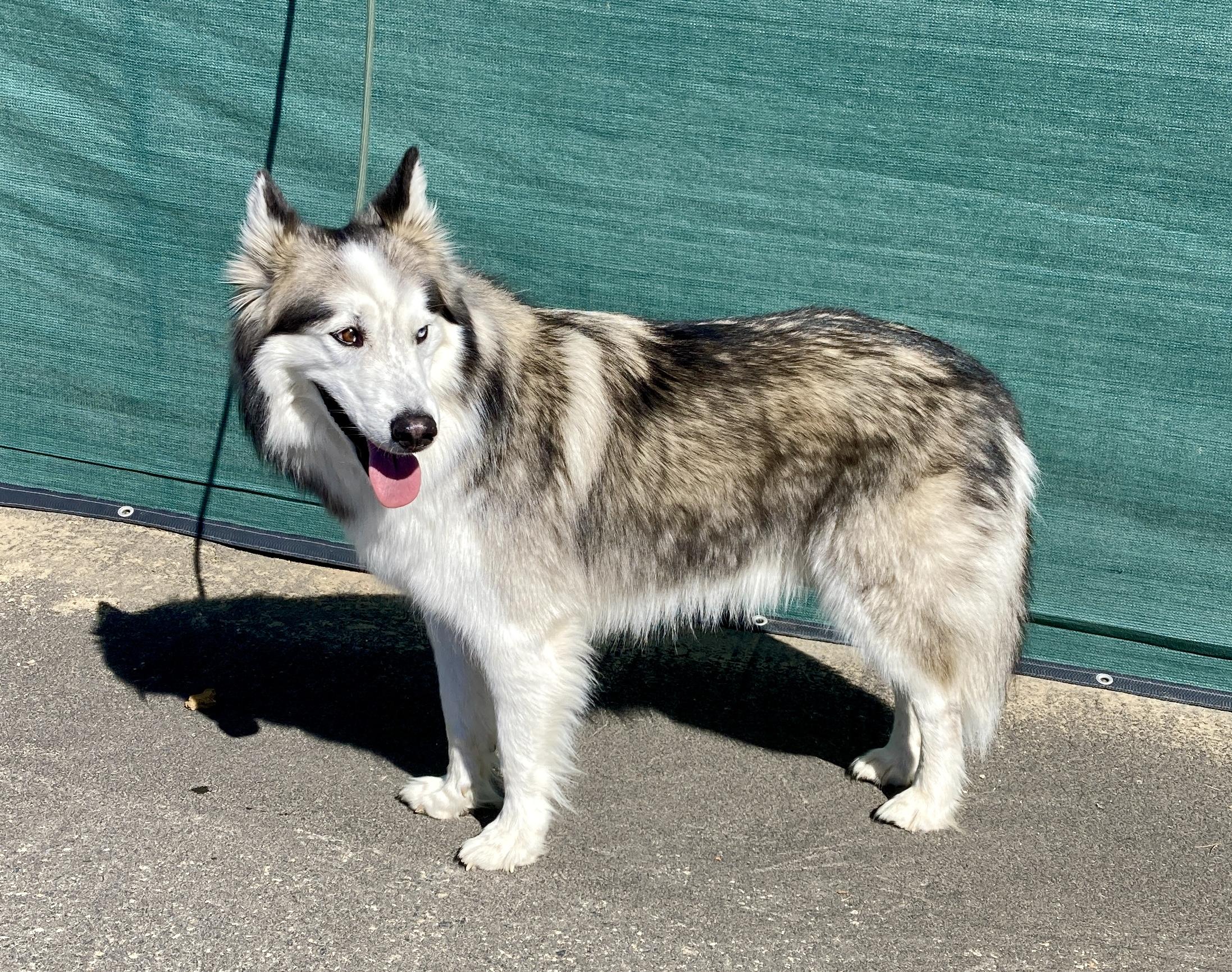 Enlarge Maska, an adoptable Husky in Camp Pendleton, CA image 6/6