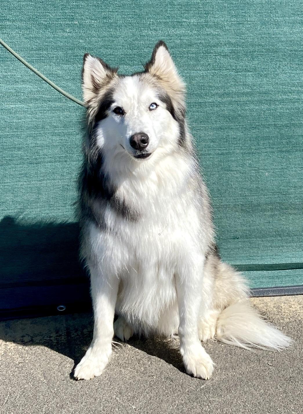 Enlarge Maska, an adoptable Husky in Camp Pendleton, CA image 4/6