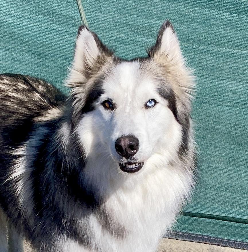 Enlarge Maska, an adoptable Husky in Camp Pendleton, CA image 1/6