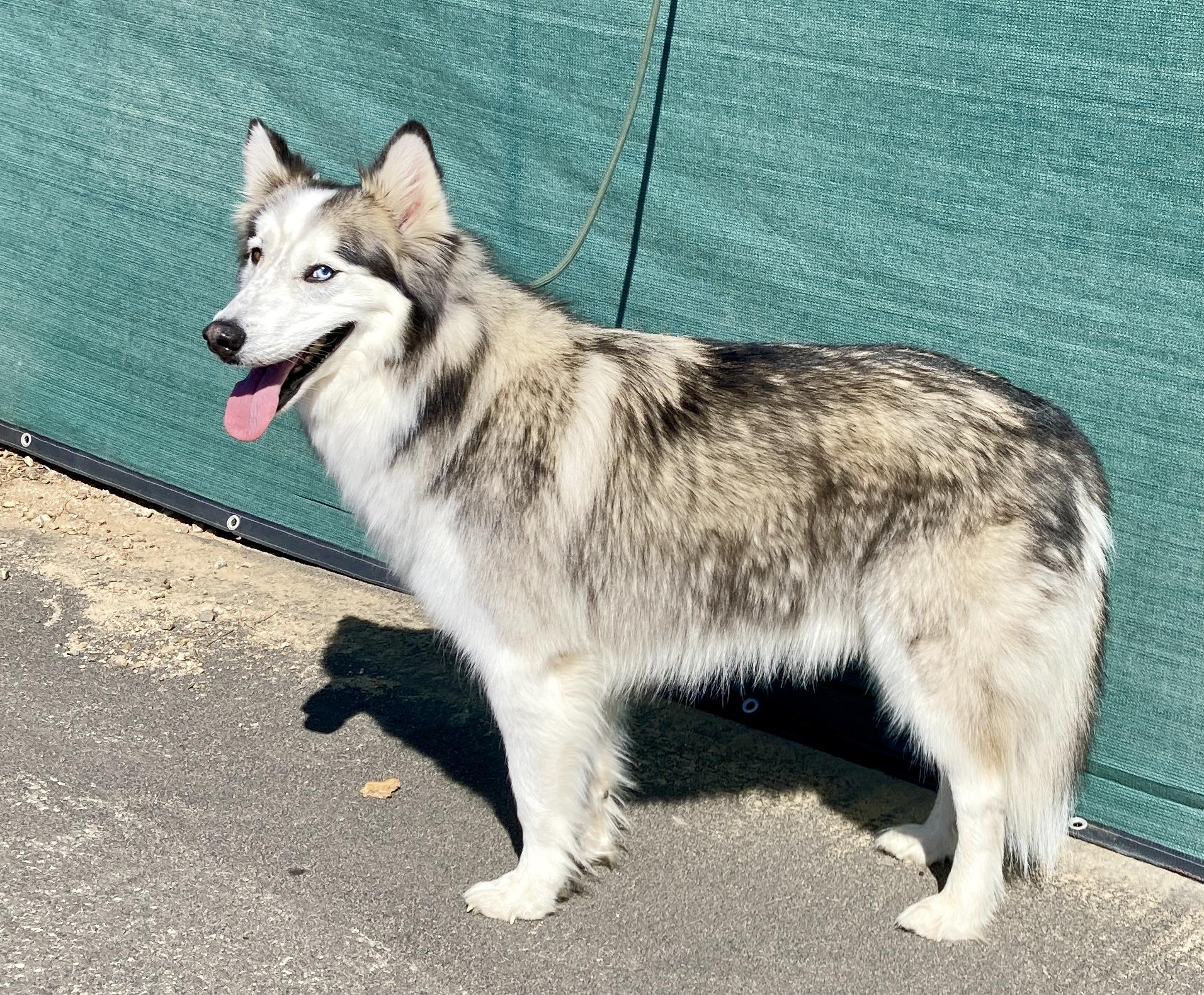 Enlarge Maska, an adoptable Husky in Camp Pendleton, CA image 5/6