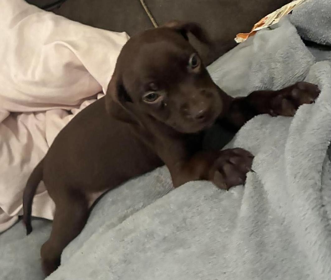 Enlarge Hershey (As sweet as his name), a Adoptable mixed breed in Farmington, CT image 3/4