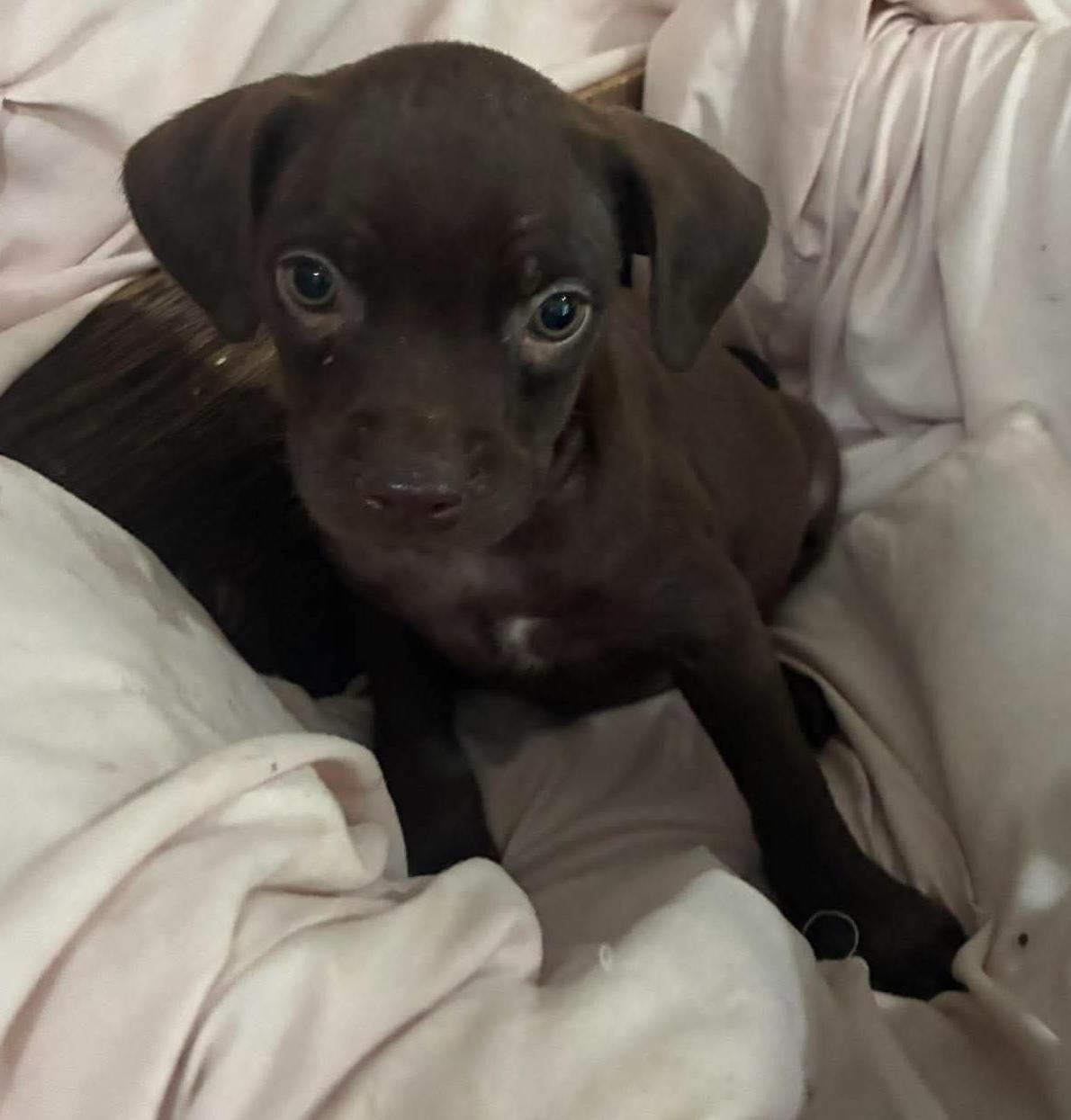 Hershey (As sweet as his name), Adoptable, Puppy Male Boston Terrier & Miniature Poodle.