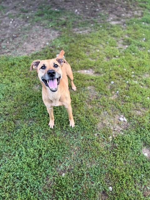 Lola, an adoptable Boxer in Bellaire, MI, 49615 | Photo Image 1