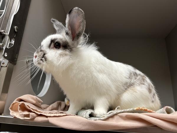 Enlarge Hoppie Halloween, a Adoptable mixed breed in Virginia Beach, VA image 1/1