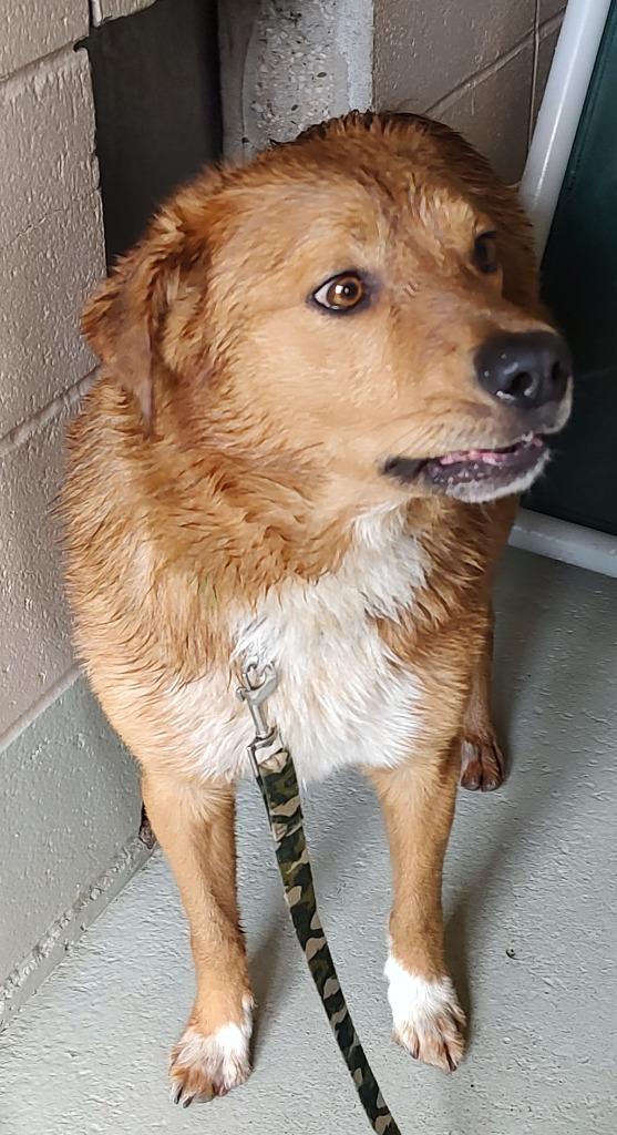 Samuel, Adoptable, Young Male Retriever.