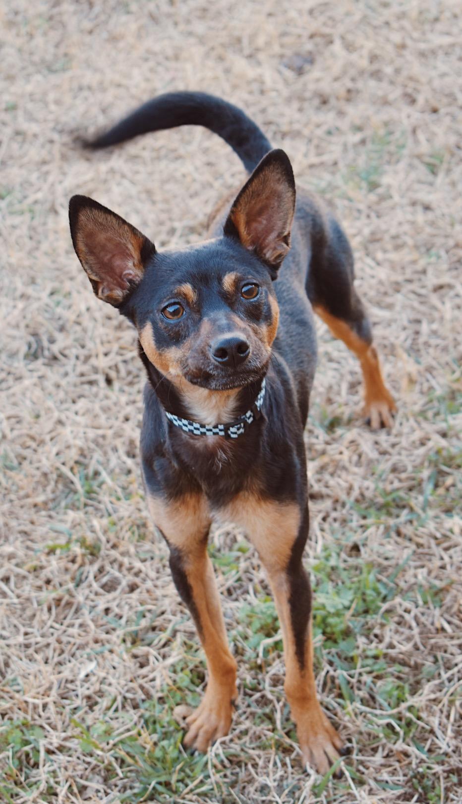 Smudge, ADOPTABLE, Young Male Miniature Pinscher & Chihuahua.
