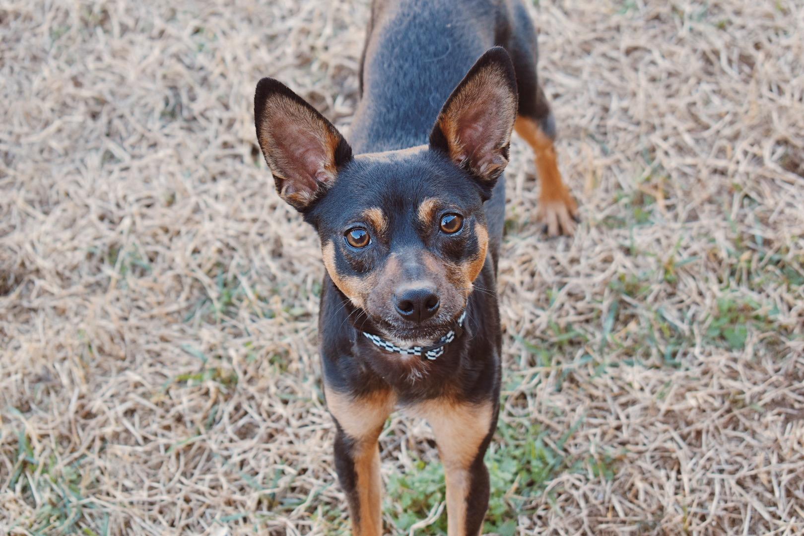 Enlarge Smudge, a ADOPTABLE mixed breed in Choctaw, OK image 2/4