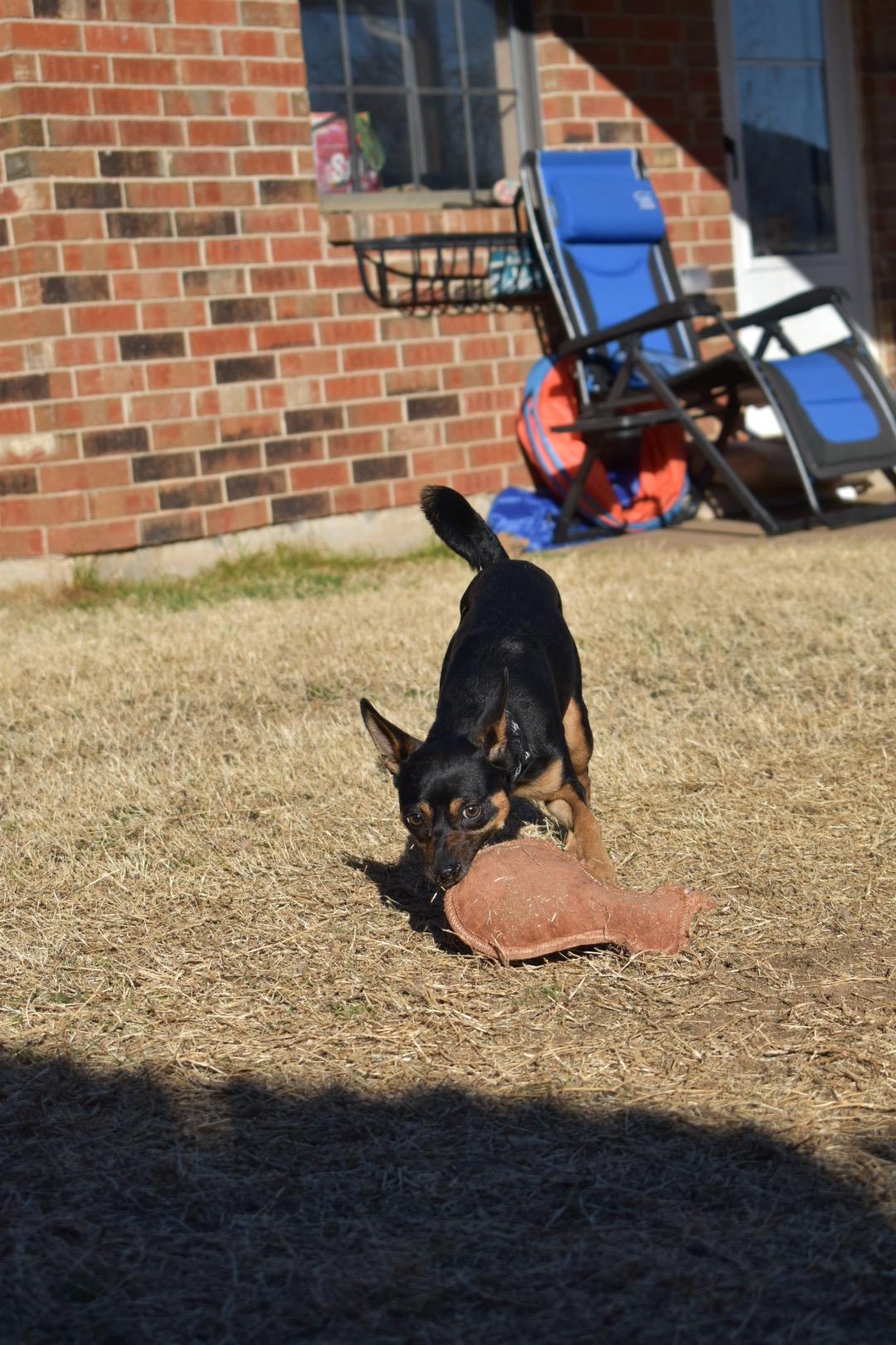 Enlarge Smudge, a ADOPTABLE mixed breed in Choctaw, OK image 4/4