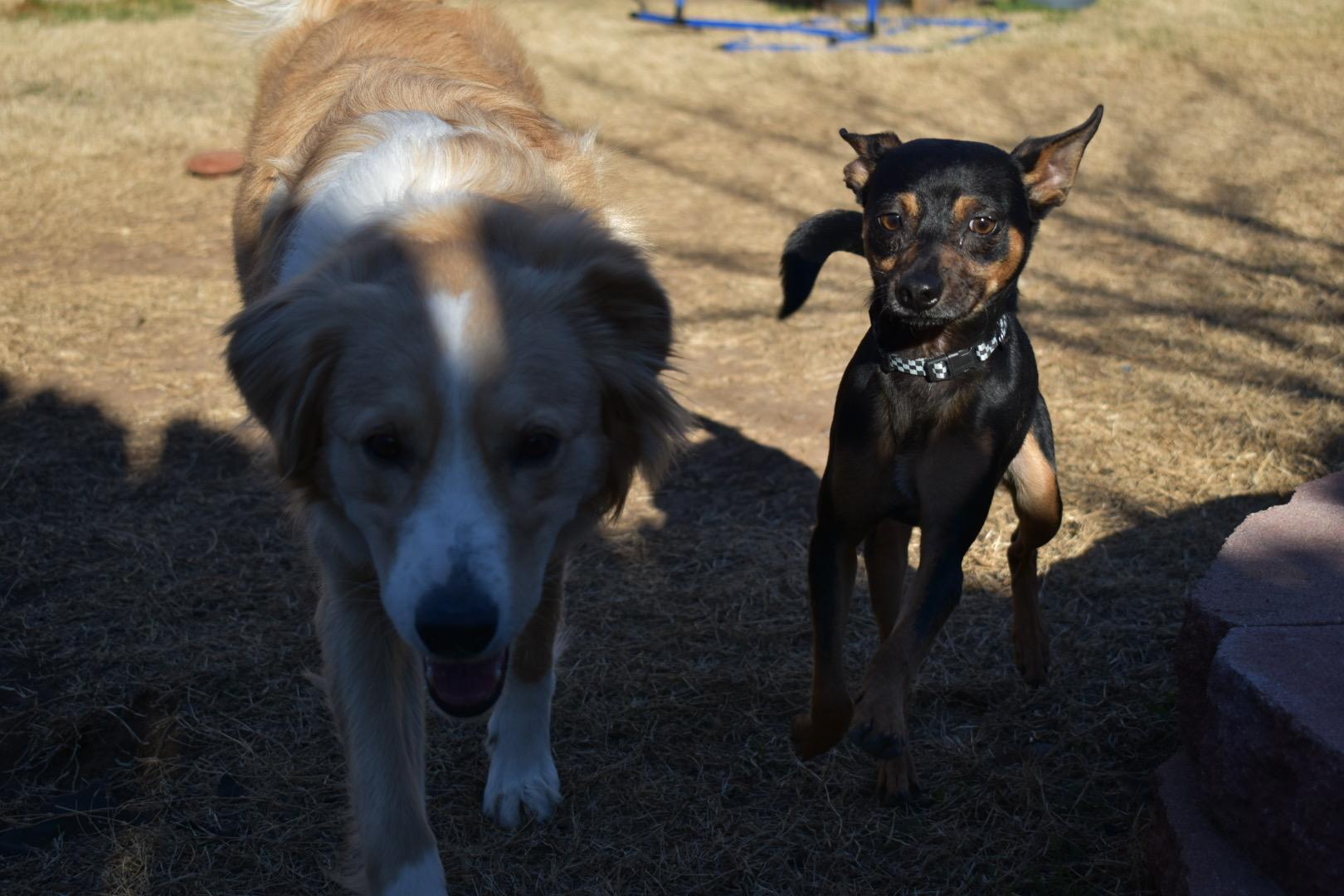 Enlarge Smudge, a ADOPTABLE mixed breed in Choctaw, OK image 3/4
