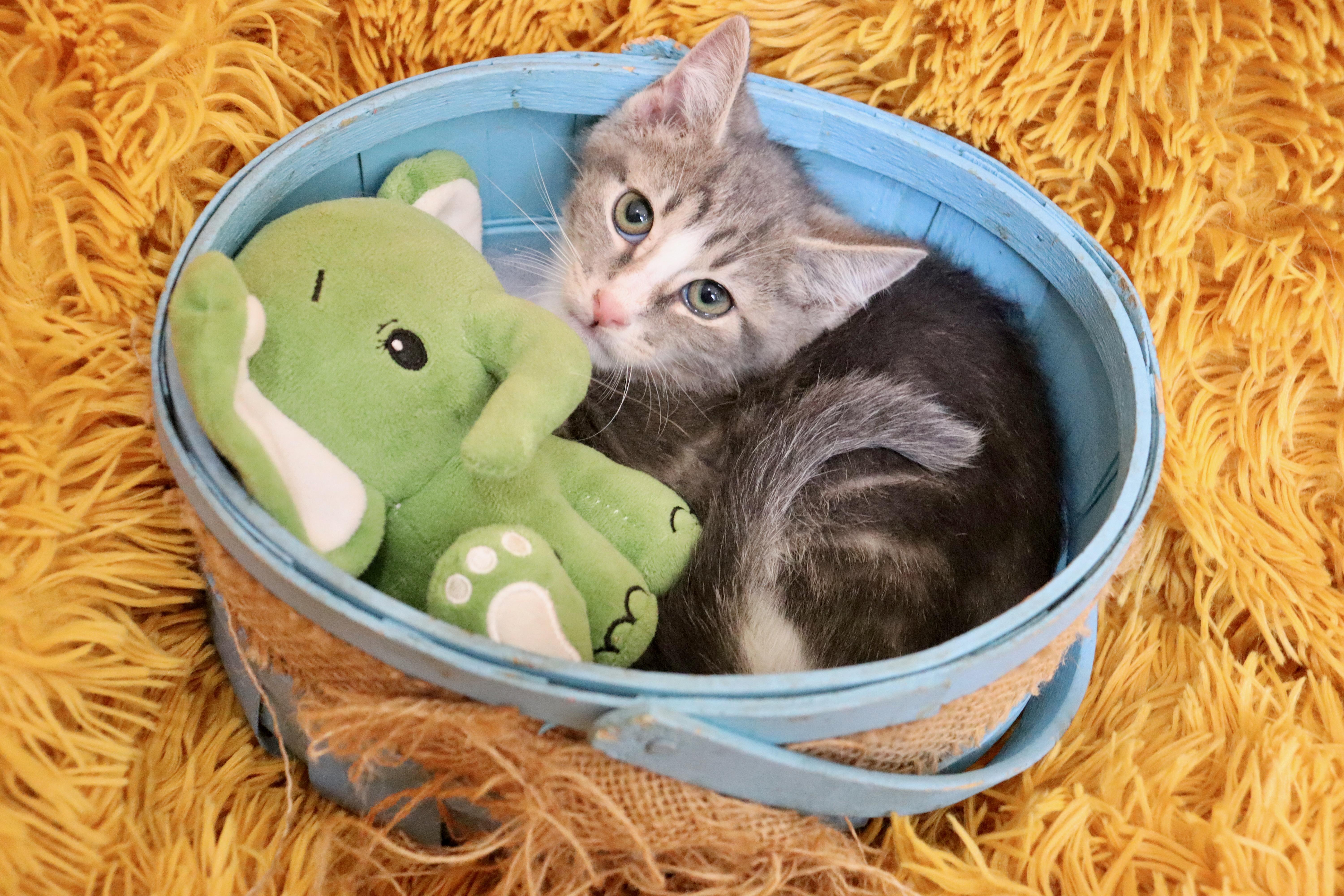 Enlarge Oklahoma, an adopted mixed breed in Saint Augustine, FL image 2/5