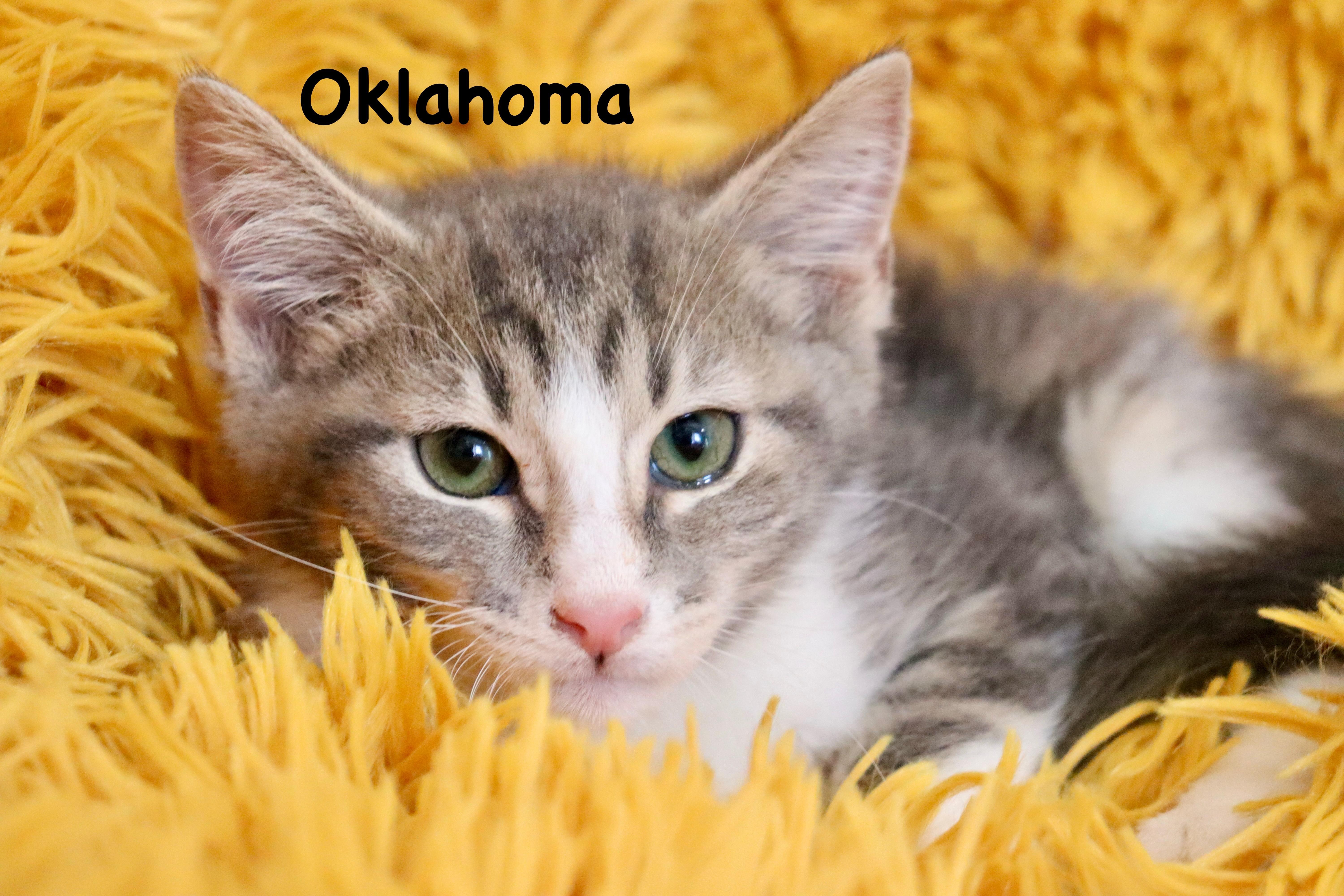 Enlarge Oklahoma, an adopted mixed breed in Saint Augustine, FL image 5/5