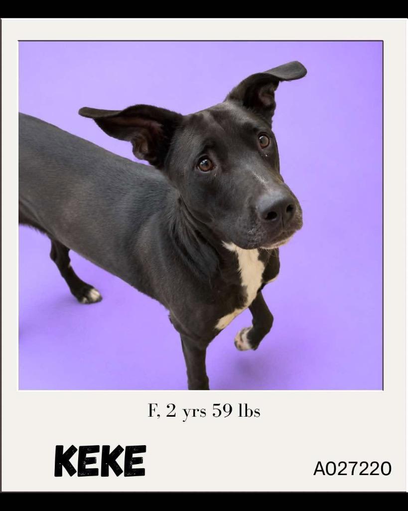 Enlarge Keke, a Adoptable mixed breed in Charlotte, MI image 2/2