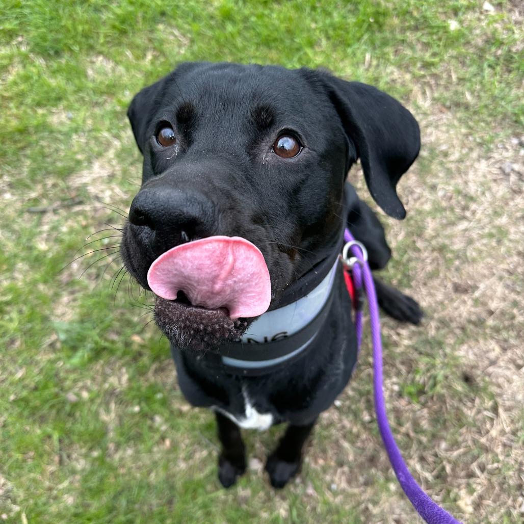 Licorice, a Adoptable mixed breed in Grand Rapids, MI image 1/6