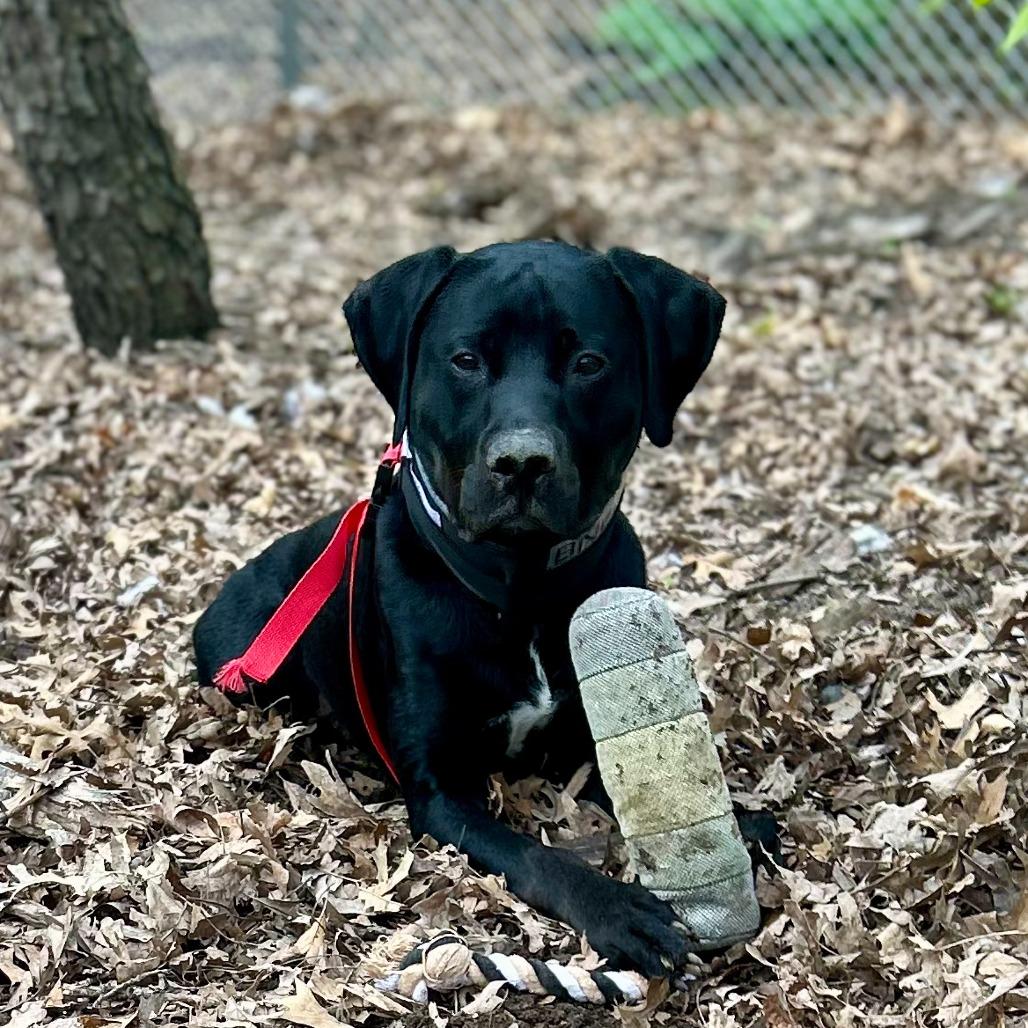 Licorice, a Adoptable mixed breed in Grand Rapids, MI image 4/6