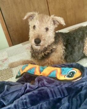 Enlarge Georgia, a Adoptable Airedale Terrier in Shawano, WI image 1/2