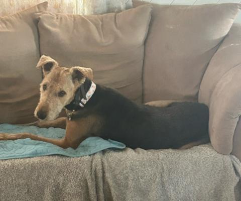 Georgia, Adoptable, Adult Female Airedale Terrier.