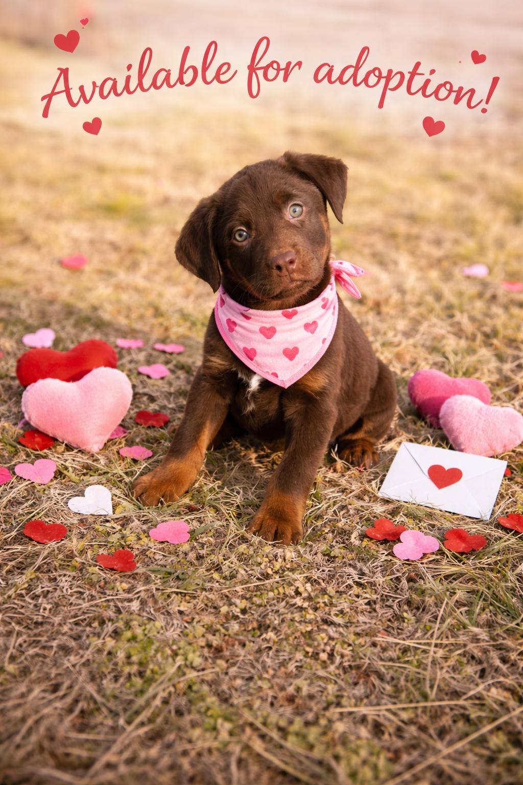 Maple, adopted, Puppy Female Chocolate Labrador Retriever.