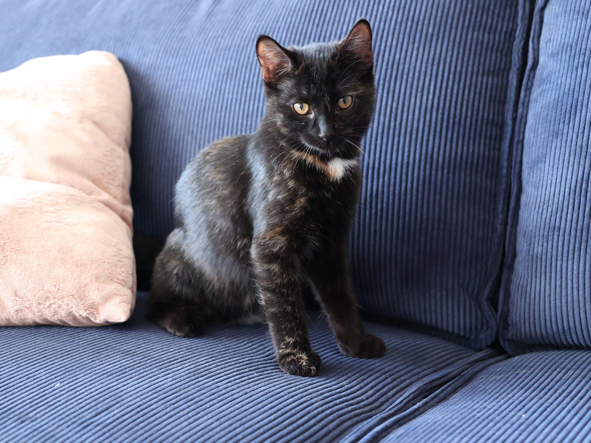 Georgette, adopted, Kitten Female Tortoiseshell.